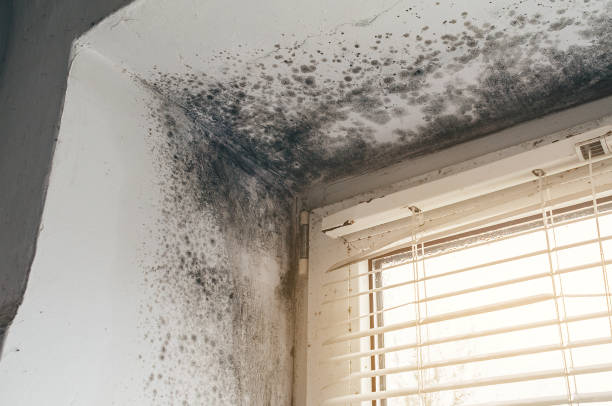 Affordable Mold Cleanup solutions in Curtis Bay, MD